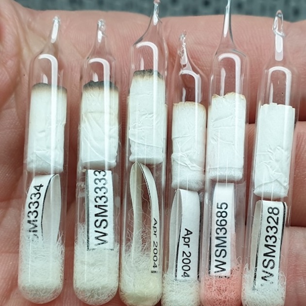 Ampoules in tubes
