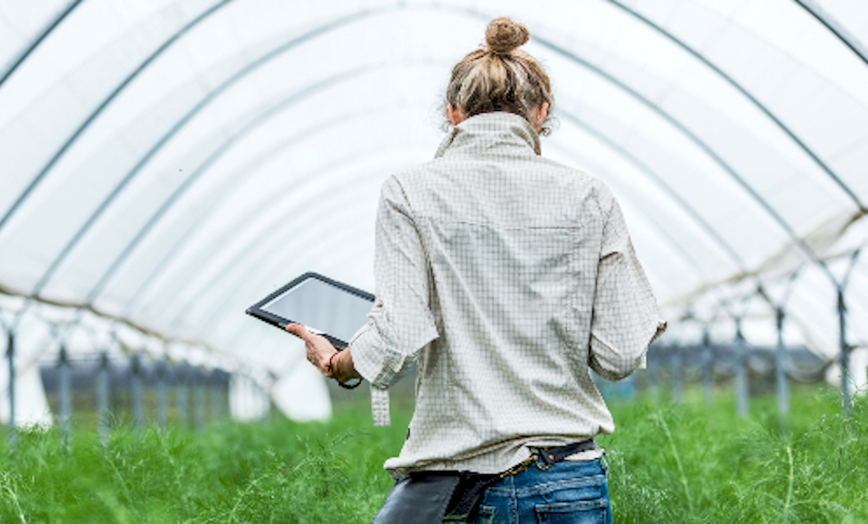Researcher in greenhouse Researcher in greenhouse