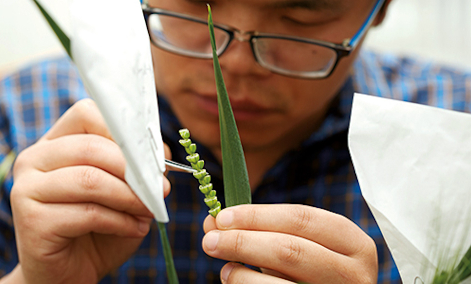 Close up of researcher with grain Close up of researcher with grain