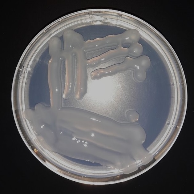 Mesorhizobium ciceri plate