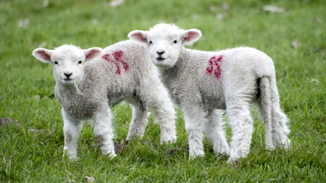 Two lambs