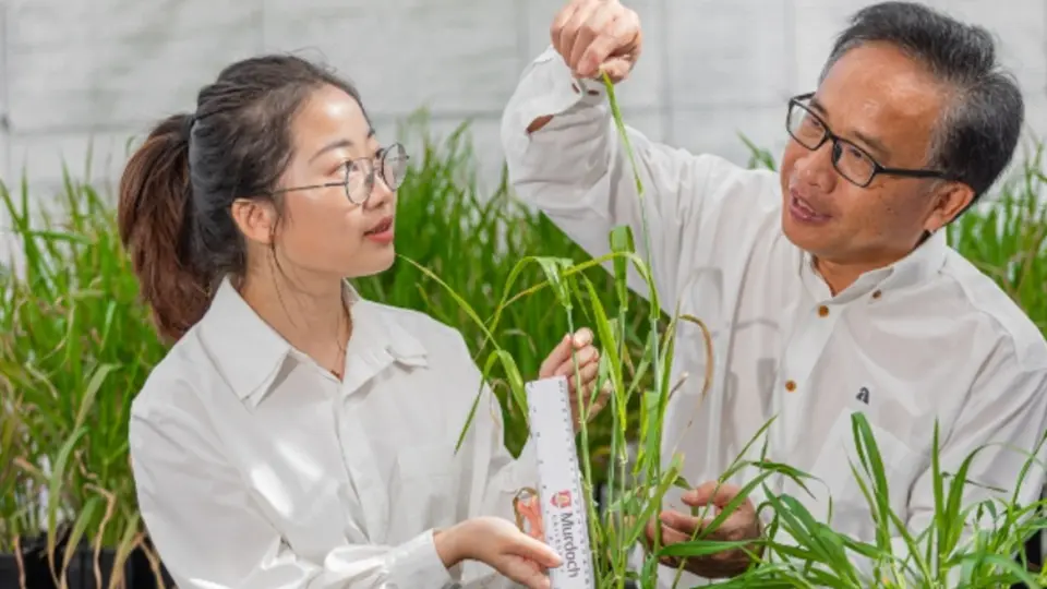 Professor Chengdao Li