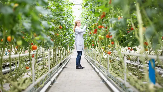 Researcher in tomato greenhouse