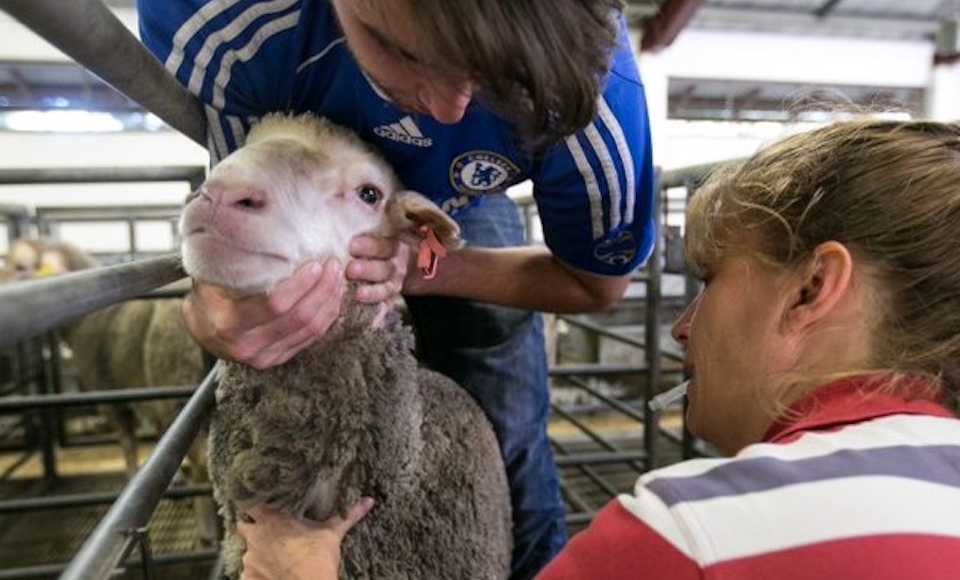 unique-field-facilities Students handling a sheep