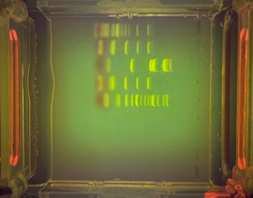 Gel electrophoreses results