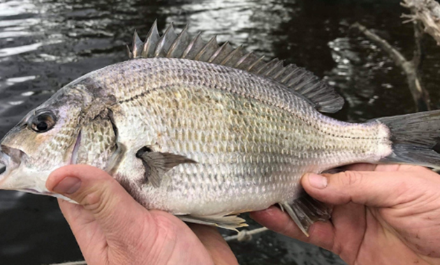 Fish being held