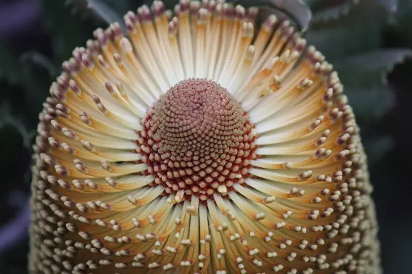 Native flower closeup