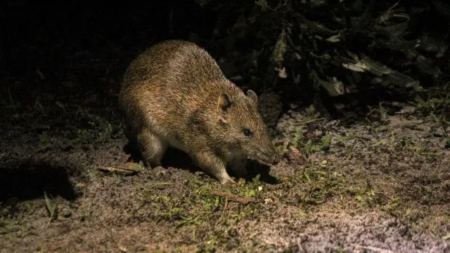 Quenda (Isoodon obeselus fusciventer) foraging - Trish Fleming