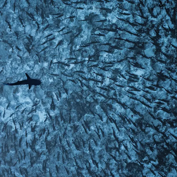 Shark in school of fish