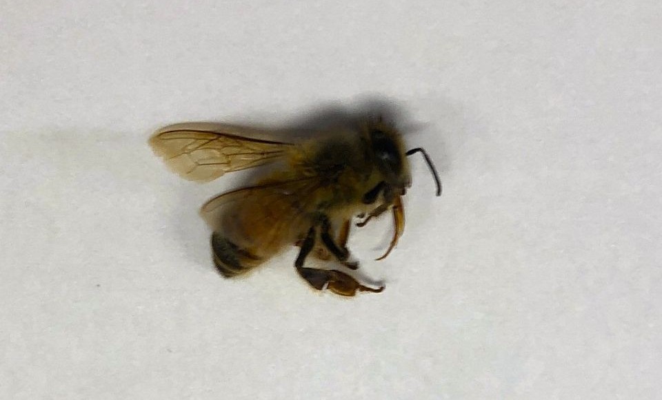Bee lying on surface