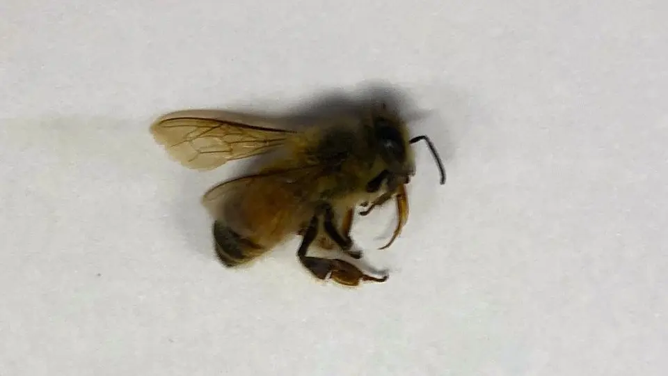 Bee lying on surface