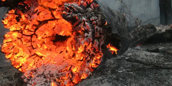 Burnt tree trunk