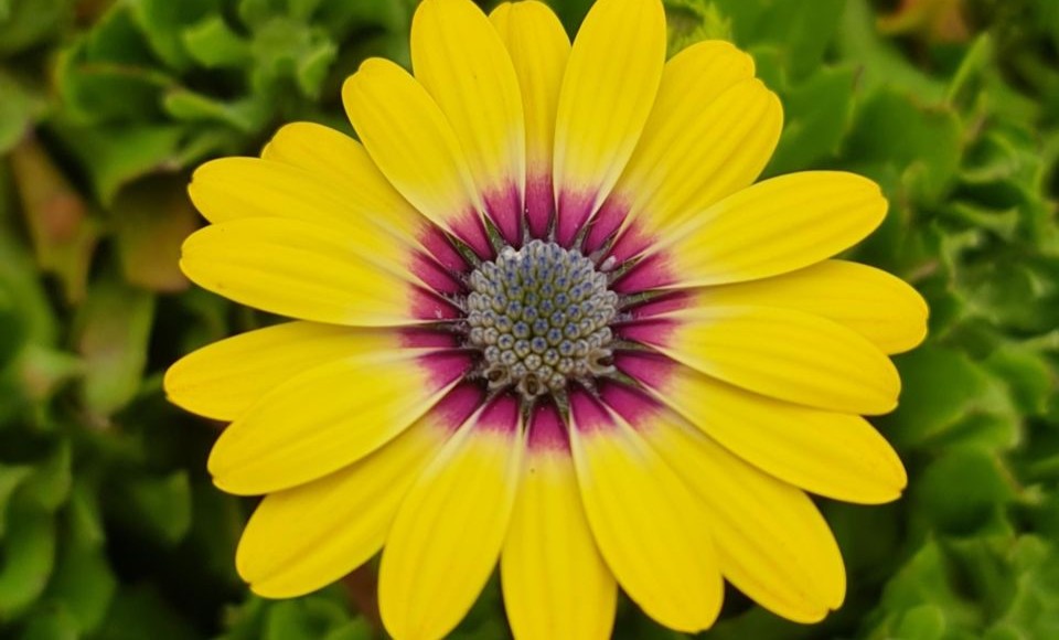 Invasive flower close up