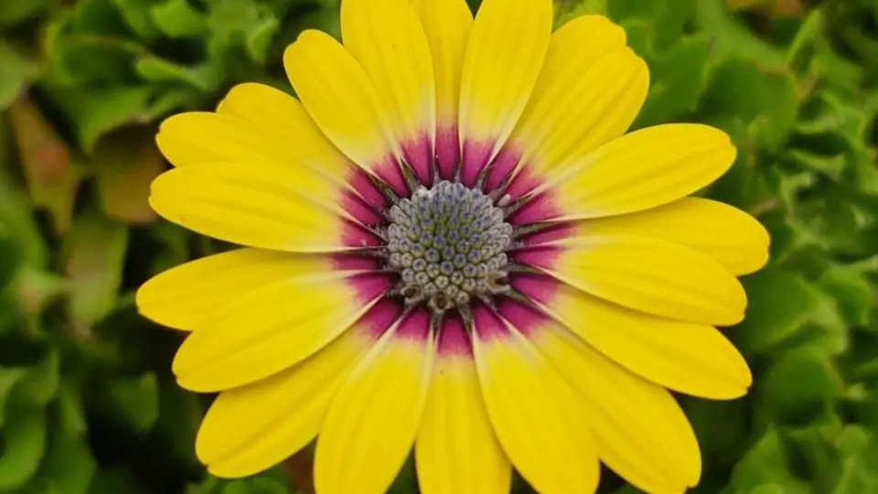 Invasive flower close up