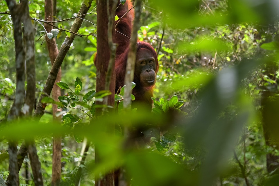 Orangutan in rainforest