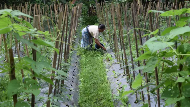 CLICCC project - harvest in Banyusidi