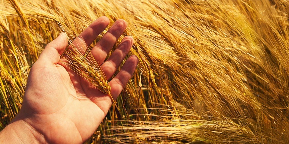 Hand holding wheat