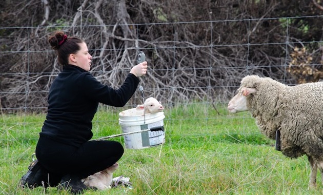 Female student weighing newborn lamb using a bucket and scales. The lamb looks out from the bucket. The ewe (mother)  is watching.