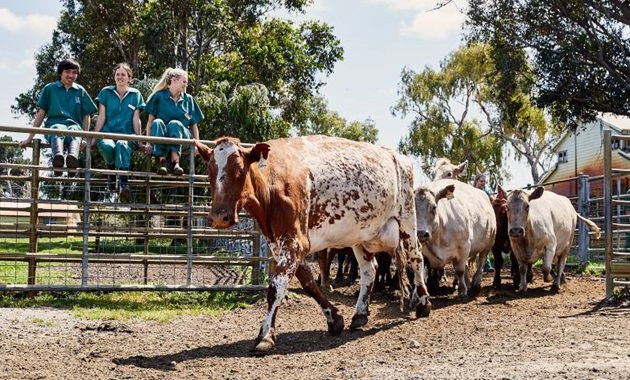 Ag Science students on the Murdoch Campus Farm