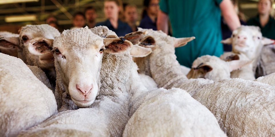 Cows entering a field with students sitting on fence