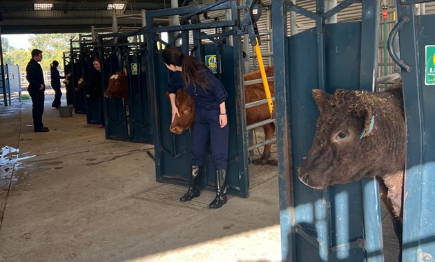 cattle handling