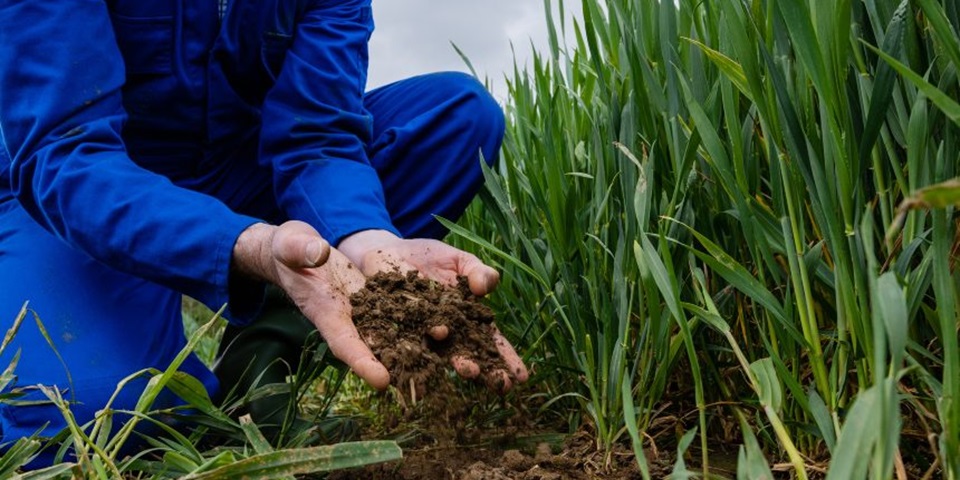 soil