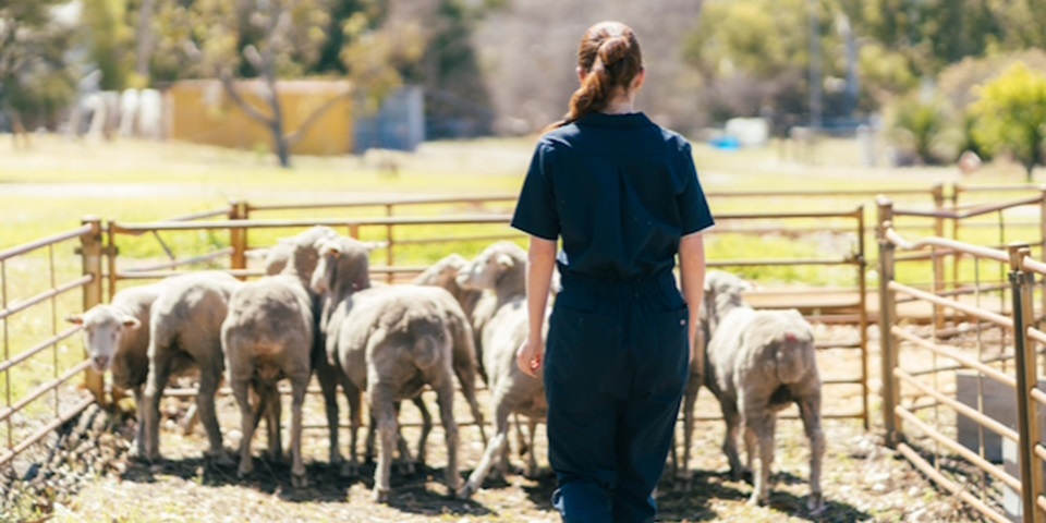 sheep landscape