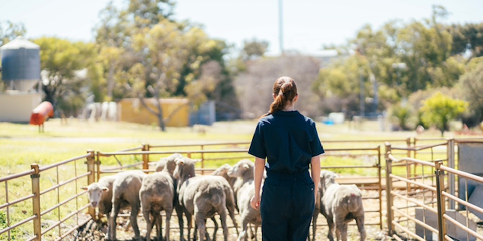 sheep11