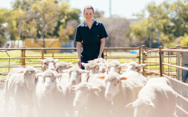An Agricultural Science student stands behind a flock of sheep.