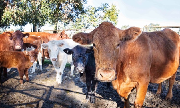 Cows in a field