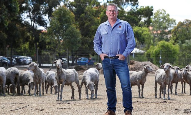 Researcher standing in field with sheep