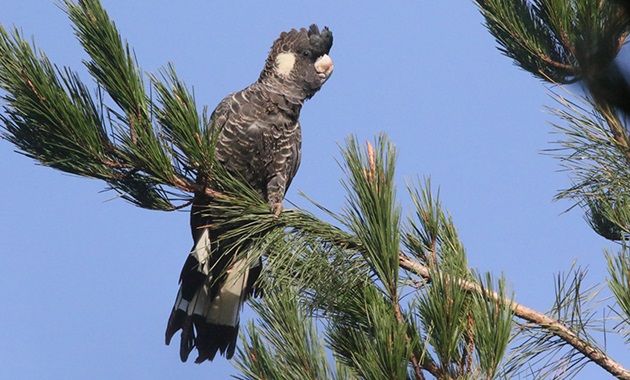 Black cockatoo in tree