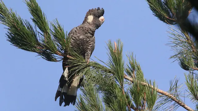 Black cockatoo in tree