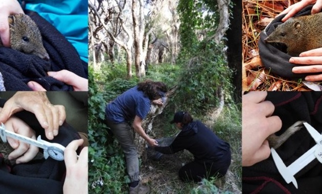 Quenda fieldwork