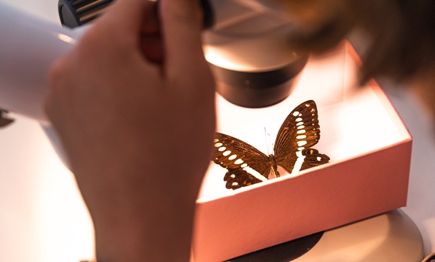 A butterfly being observed under a microscope