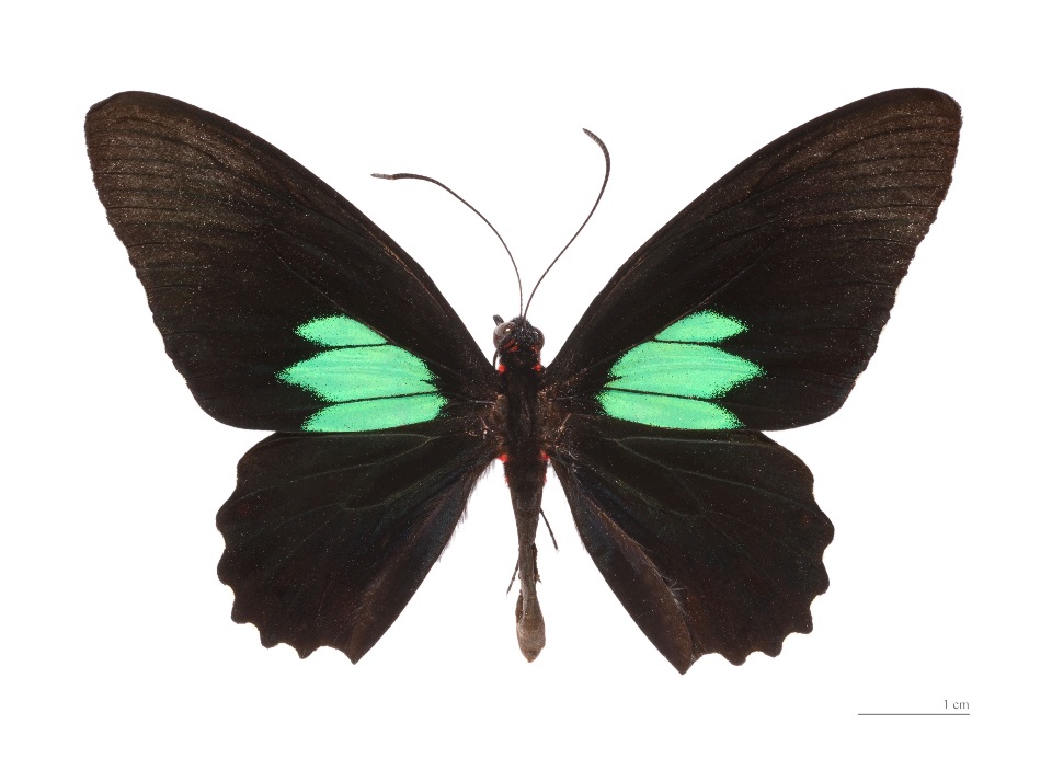 Emerald-patched Cattleheart butterfly