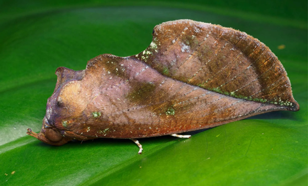 A fruit-sucking moth (Eudocima aurantia) in its resting position