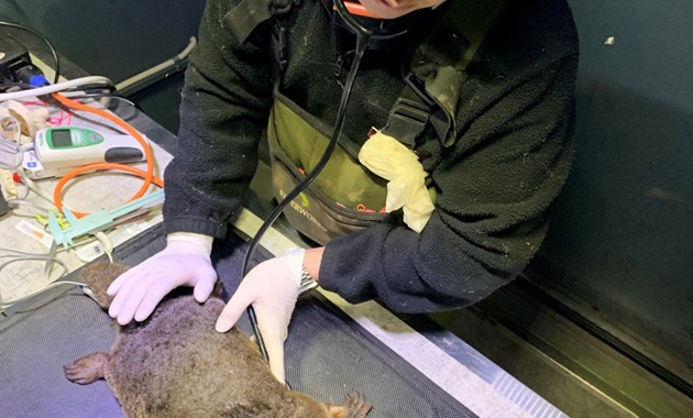 A veterinarian treating a platypus