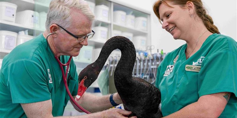 Two vets with black swan