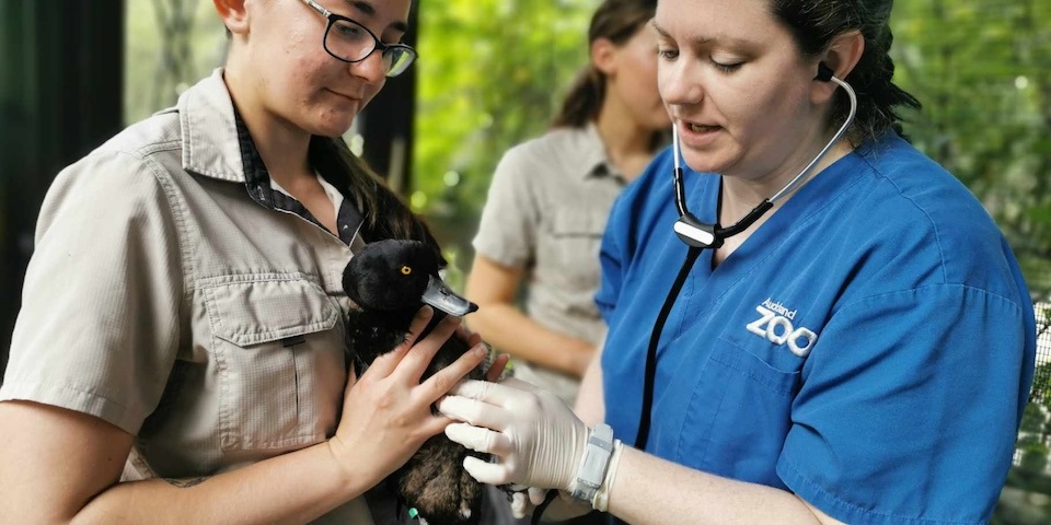 Vets with Duck