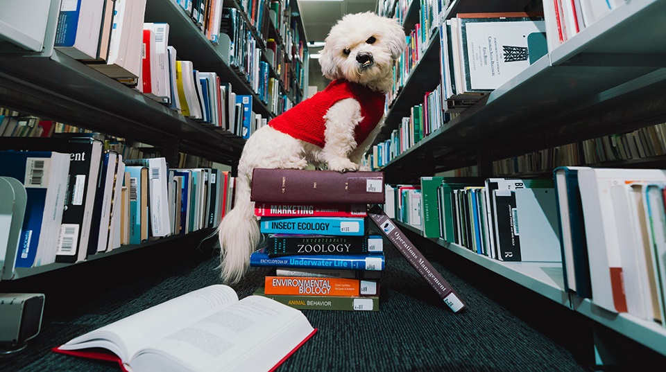 Plum in Library for Landing Page