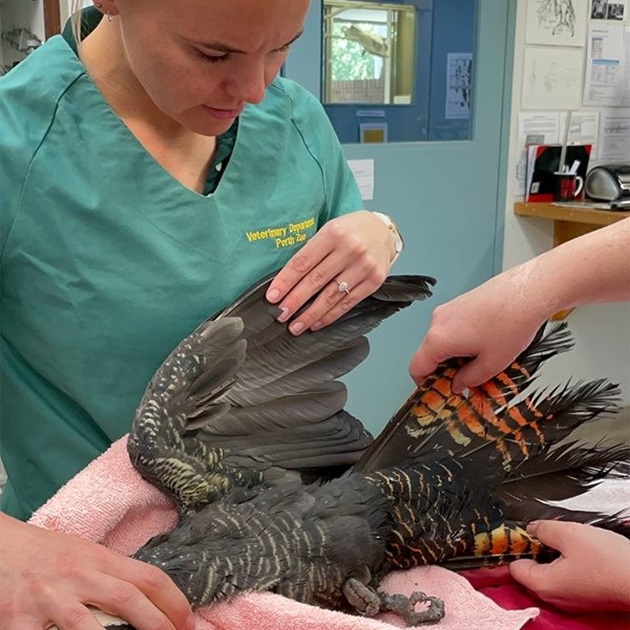 Perth Zoo - Vet with bird