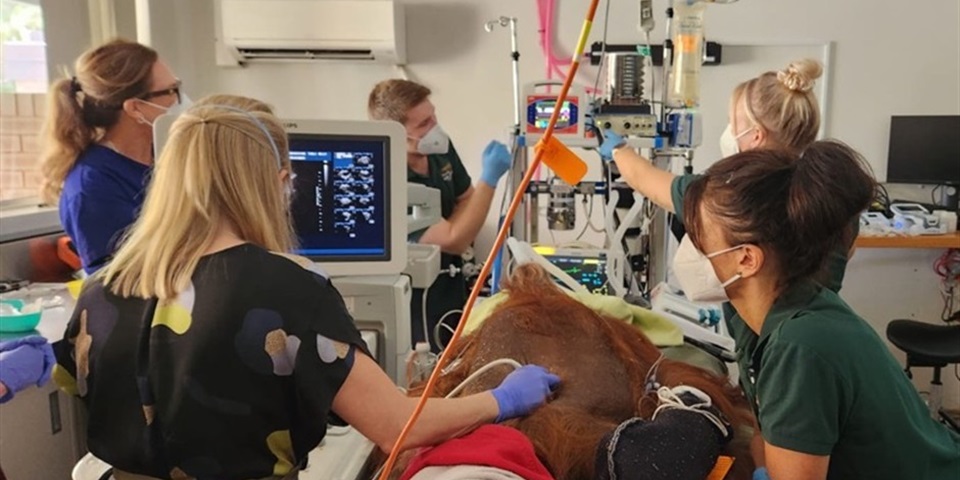 Perth Zoo - Vets with Orangutan