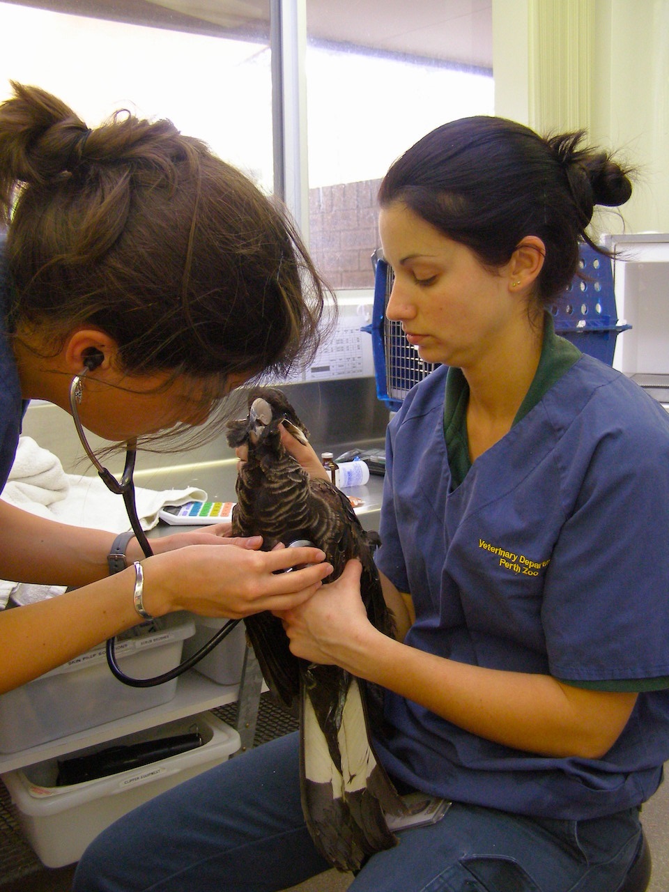 perth zoo vet with bird