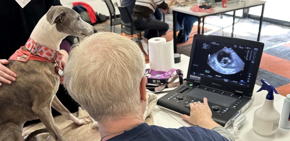 Photo for heading of POCUS Workshop page