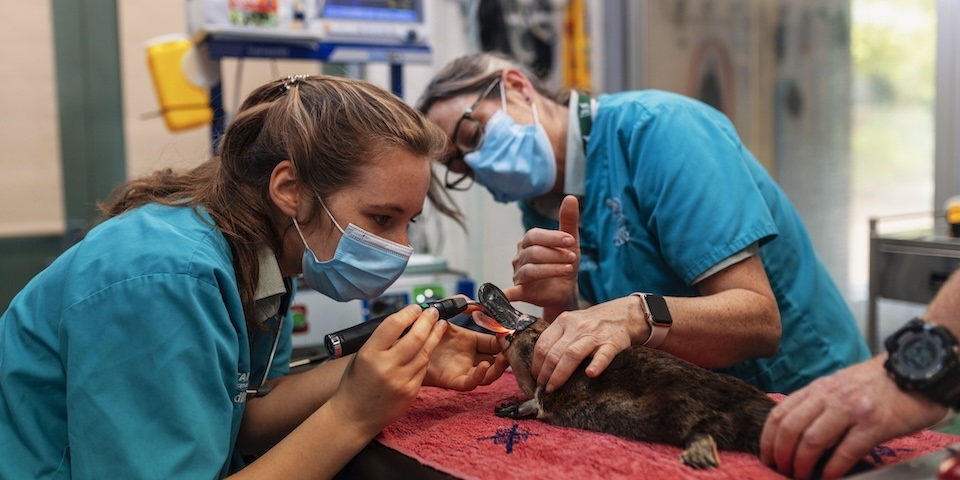 Vets with Platypus