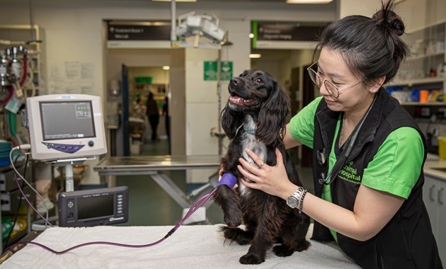 vet with dog