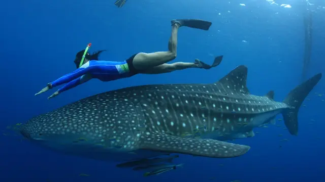 Woman swimming with whale shark