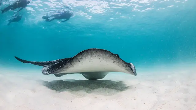 stingray underwater