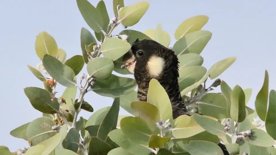 cockatoo in tree
